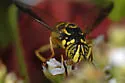 Spilomyia foxleei - photo 2
