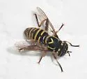 Spilomyia foxleei - photo 3