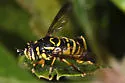 Spilomyia foxleei - photo 4