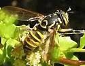 Spilomyia foxleei - photo 5
