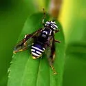 Bald-faced Hornet Fly