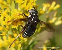 Bald-faced Hornet Fly - photo 2