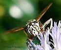 Bald-faced Hornet Fly - photo 3