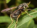 Bald-faced Hornet Fly - photo 4