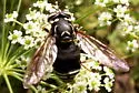 Bald-faced Hornet Fly - photo 5