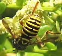 Spilomyia interrupta