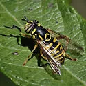 Spilomyia interrupta - photo 2