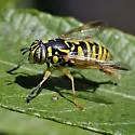 Spilomyia interrupta - photo 3