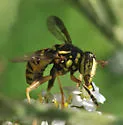 Spilomyia interrupta - photo 4