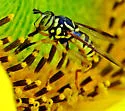 Spilomyia interrupta - photo 5