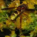 Spilomyia kahli