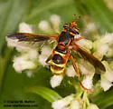 Spilomyia kahli - photo 4
