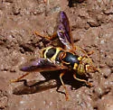 Spilomyia kahli - photo 5