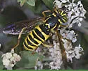 Spilomyia liturata