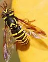 Spilomyia liturata - photo 2