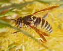 Spilomyia liturata - photo 3