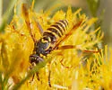 Spilomyia liturata - photo 4