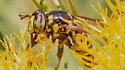 Spilomyia liturata - photo 5