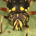 Four-lined Hornet Fly