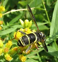 Four-lined Hornet Fly - photo 2