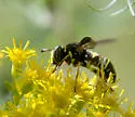 Four-lined Hornet Fly - photo 3