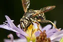 Four-lined Hornet Fly - photo 4