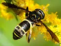 Four-lined Hornet Fly - photo 5