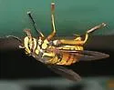 Spilomyia texana - Spilomyia texana