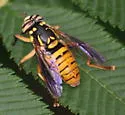 Spilomyia texana - photo 2