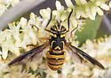 Spilomyia texana - photo 3