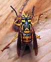 Spilomyia texana - photo 4
