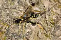 Spilopteron franclemonti