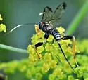 Spilopteron franclemonti - photo 3