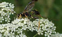 Spilopteron franclemonti - photo 4