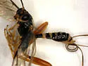 Spilopteron occiputale - Spilopteron occiputale