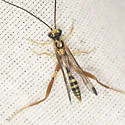 Spilopteron occiputale - photo 3