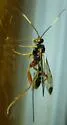 Spilopteron occiputale - photo 4