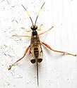 Spilopteron occiputale - photo 5