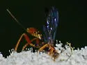 Spilopteron vicinum