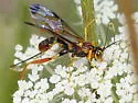 Spilopteron vicinum - photo 2