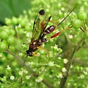 Spilopteron vicinum - photo 3