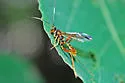 Spilopteron vicinum - photo 4