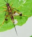 Spilopteron vicinum - photo 5