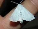 Agreeable Tiger Moth - Hodges#8134