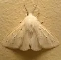 Agreeable Tiger Moth - Hodges#8134 - photo 2