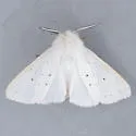 Agreeable Tiger Moth - Hodges#8134 - photo 4