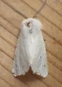 Agreeable Tiger Moth - Hodges#8134 - photo 5