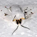 Dubious Tiger Moth - Hodges#8136