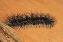 Dubious Tiger Moth - Hodges#8136 - photo 2