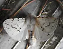 Dubious Tiger Moth - Hodges#8136 - photo 4